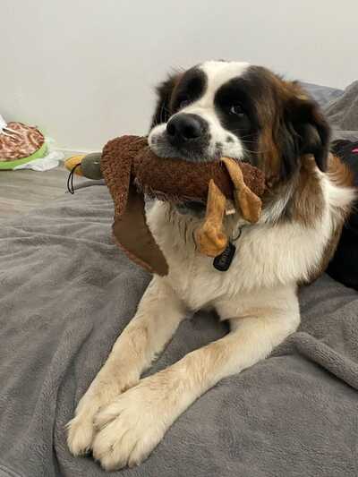 Tahoe online dog wash