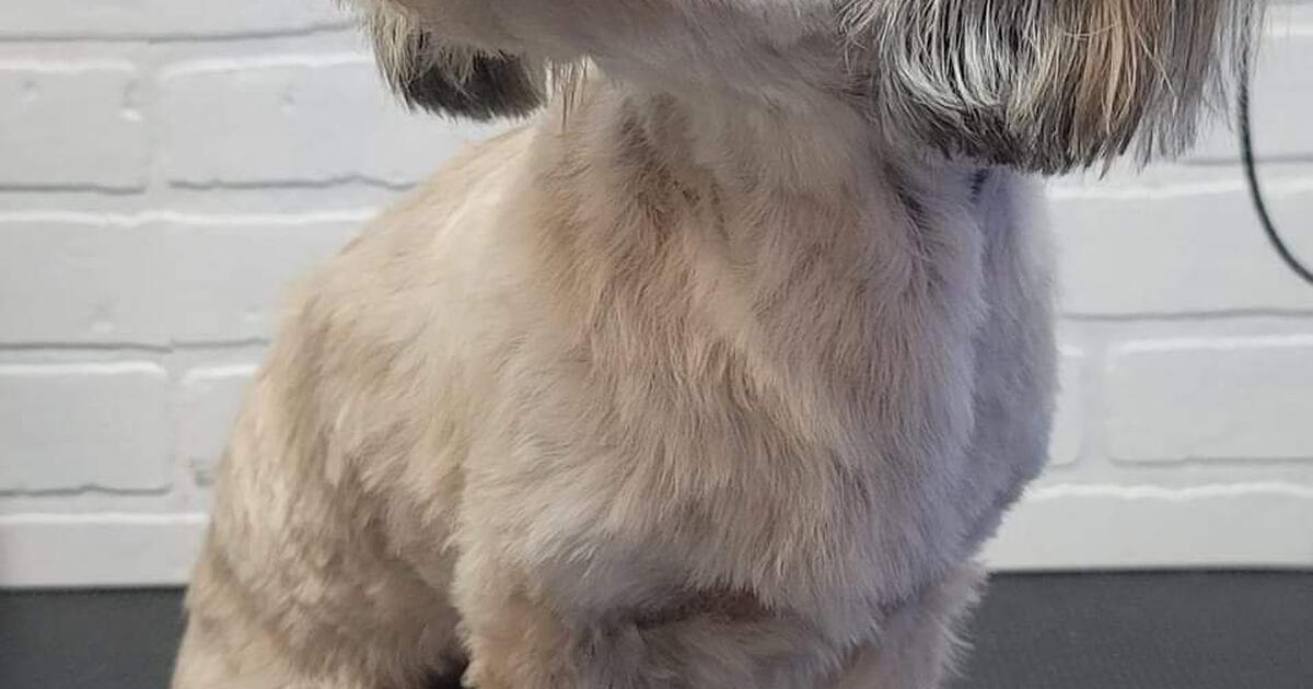 Mystic Dog Grooming in Peoria, AZ For Sale & Free — Nextdoor