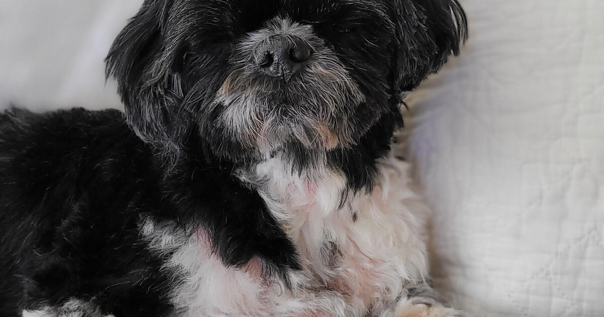 DOGS for Free in Ventura, CA For Sale & Free — Nextdoor