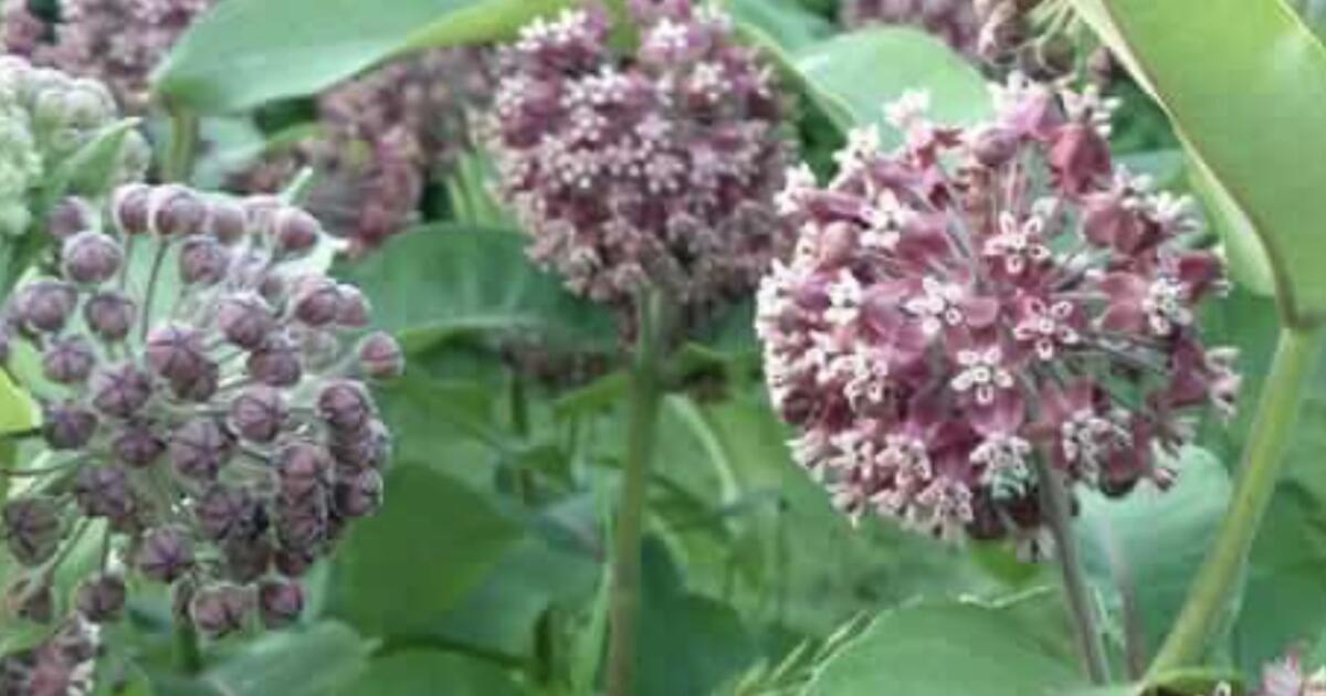 Common Milkweed for Monarch Butterflies for Free in De Pere, WI | For ...