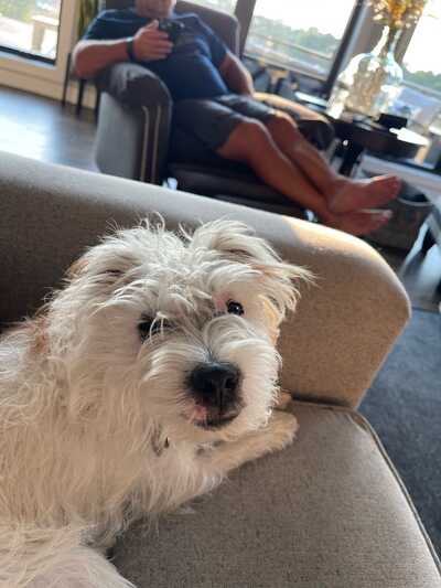 Dog gone hotsell clean mobile grooming