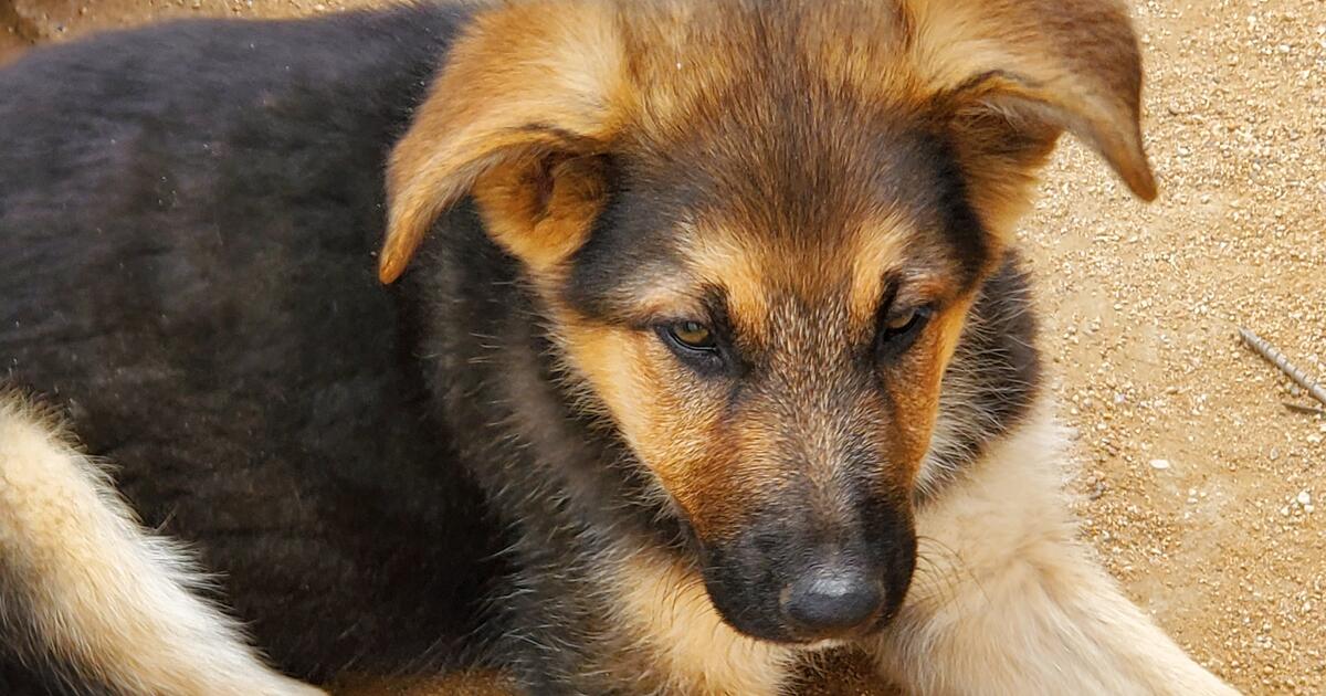 Giving Away 3 Month Old German Sheperds for Free in California City, CA ...