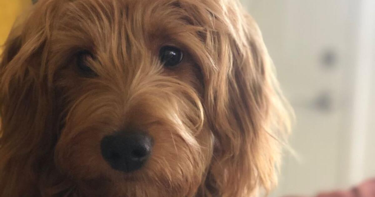 Pet Sitter for 45 in San Diego, CA Finds — Nextdoor