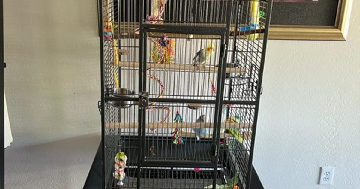 FREE Rehoming 2 beautiful birds in Glendale, AZ For Sale & Free
