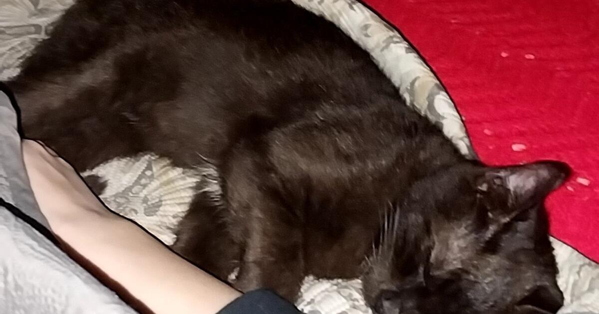 7-month-old-female-kitten-for-50-in-little-rock-ar-for-sale-free