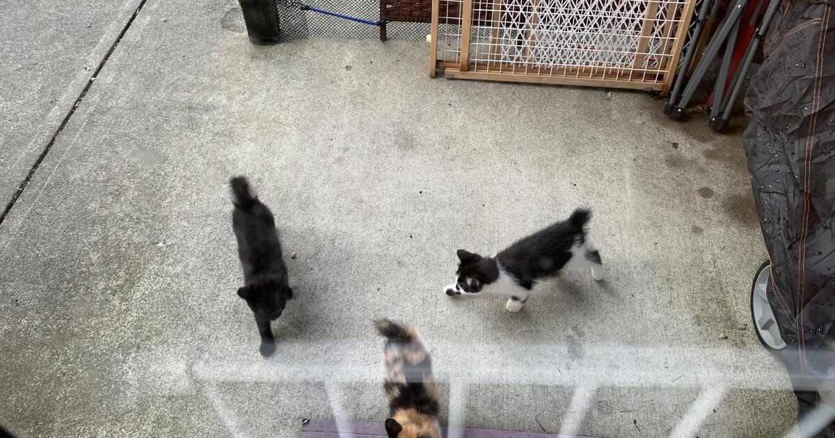 8 week old Kittens for Free in Elmira, NY For Sale & Free — Nextdoor