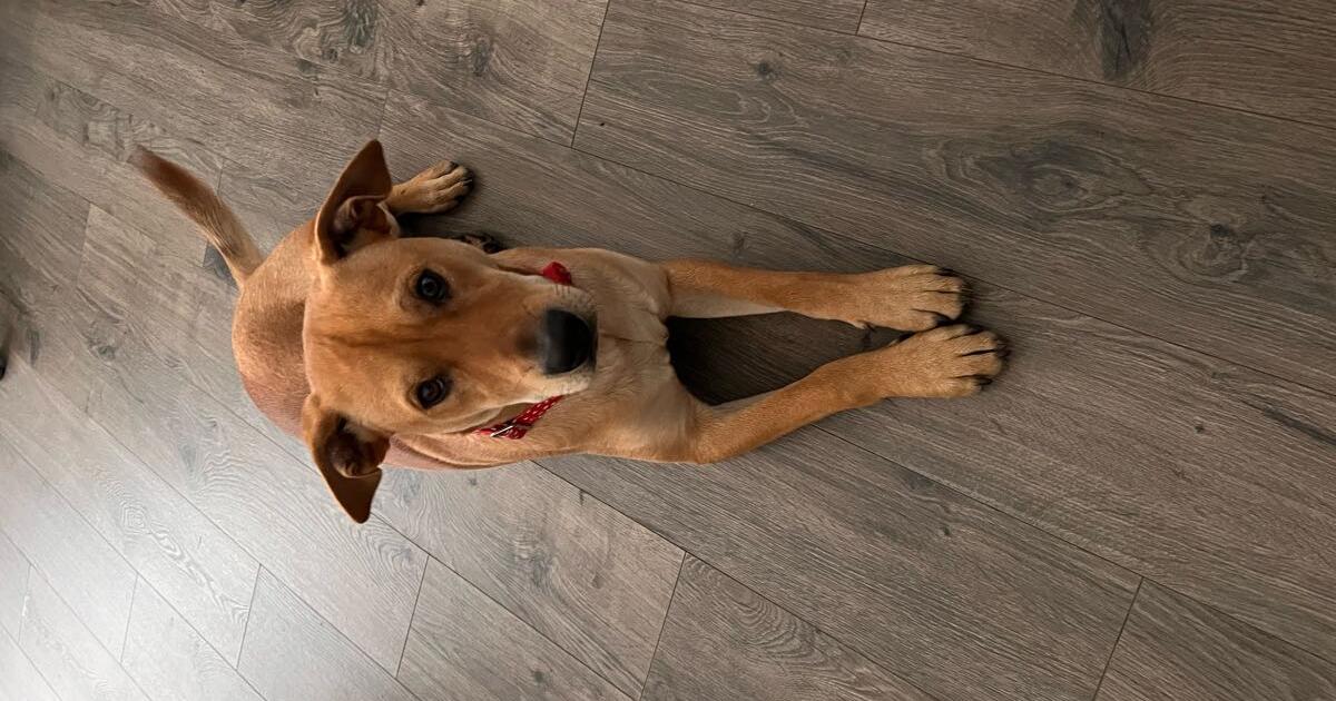 Free Puppy for Free in San Antonio, TX For Sale & Free — Nextdoor