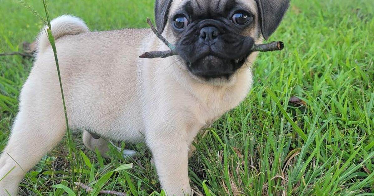 Baby Pugs for adoption in Nashville, TN For Sale & Free — Nextdoor