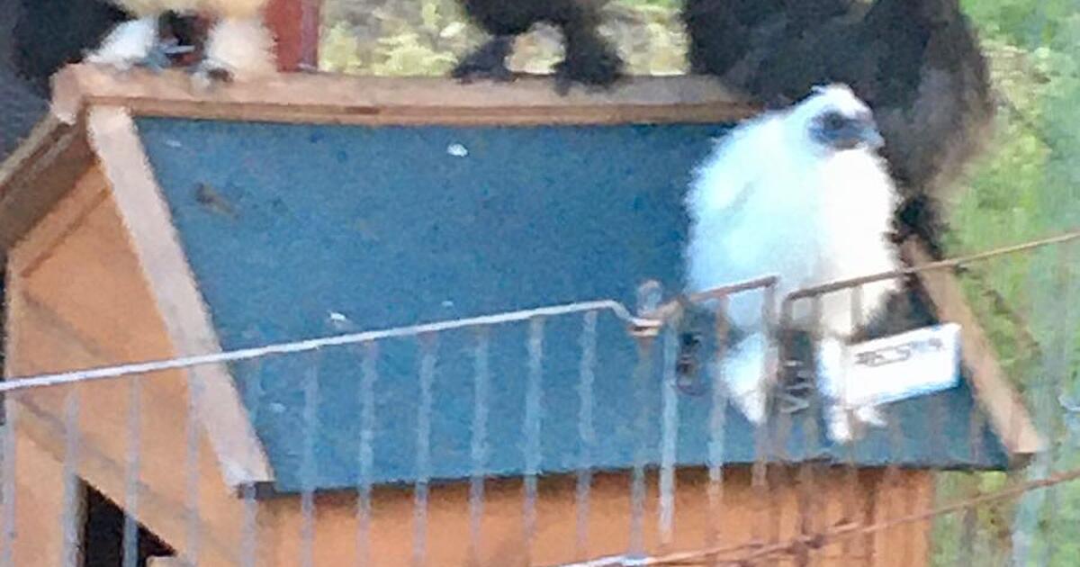 Silkie Chickens in Palm Bay, FL Finds — Nextdoor