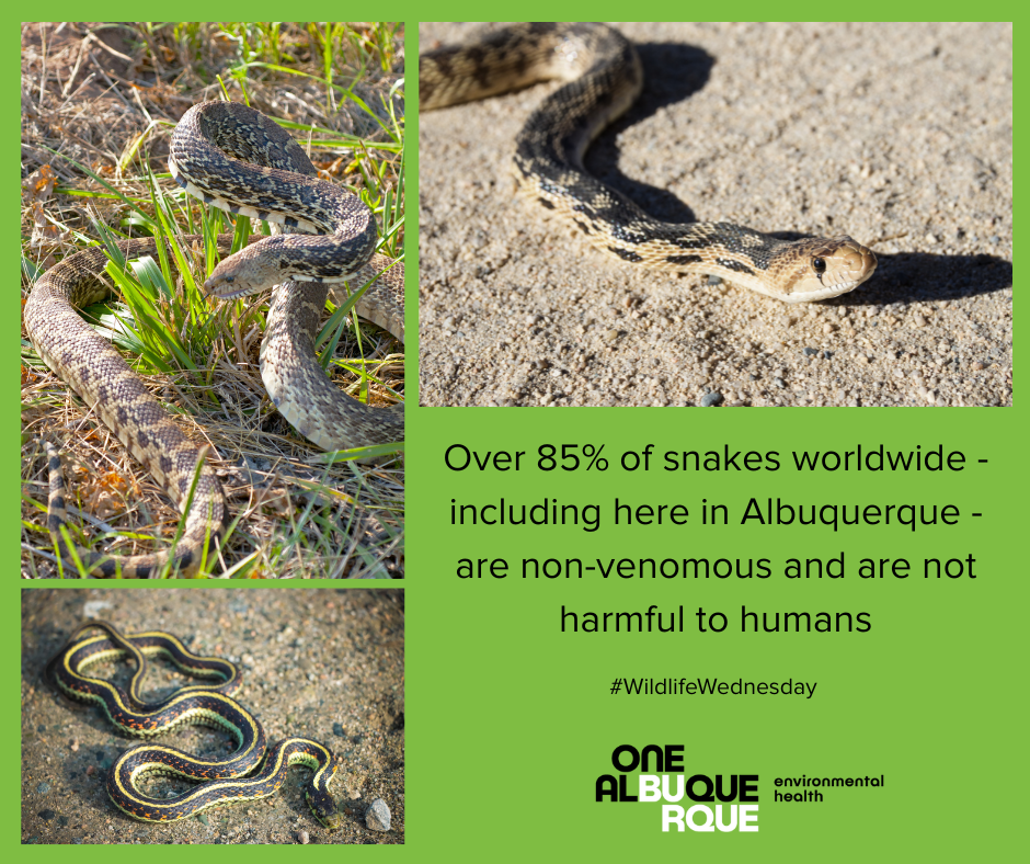 #DYK that the Duke City is home to more than 20 species of snakes ...