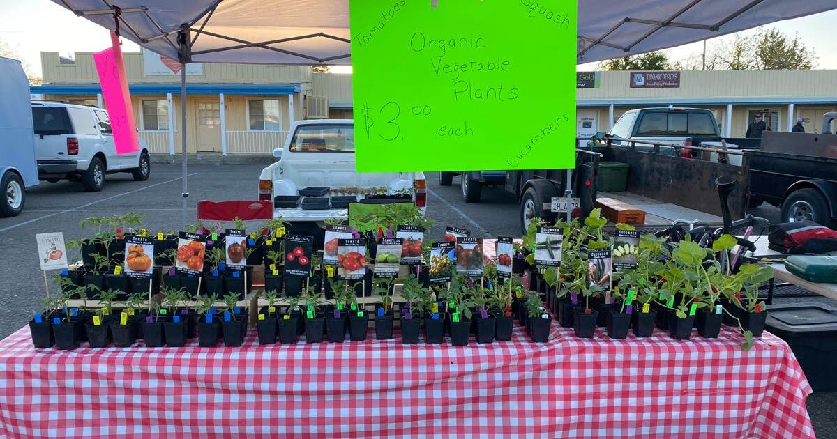 Vegetable plant sale in Placerville, CA For Sale & Free — Nextdoor