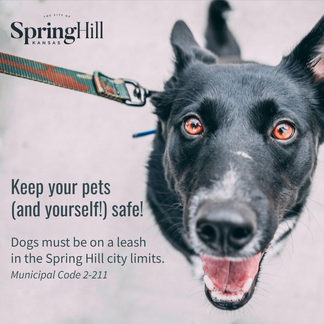 How Many Dogs Allowed In City Limits How Many Dogs Allowed In City Limits