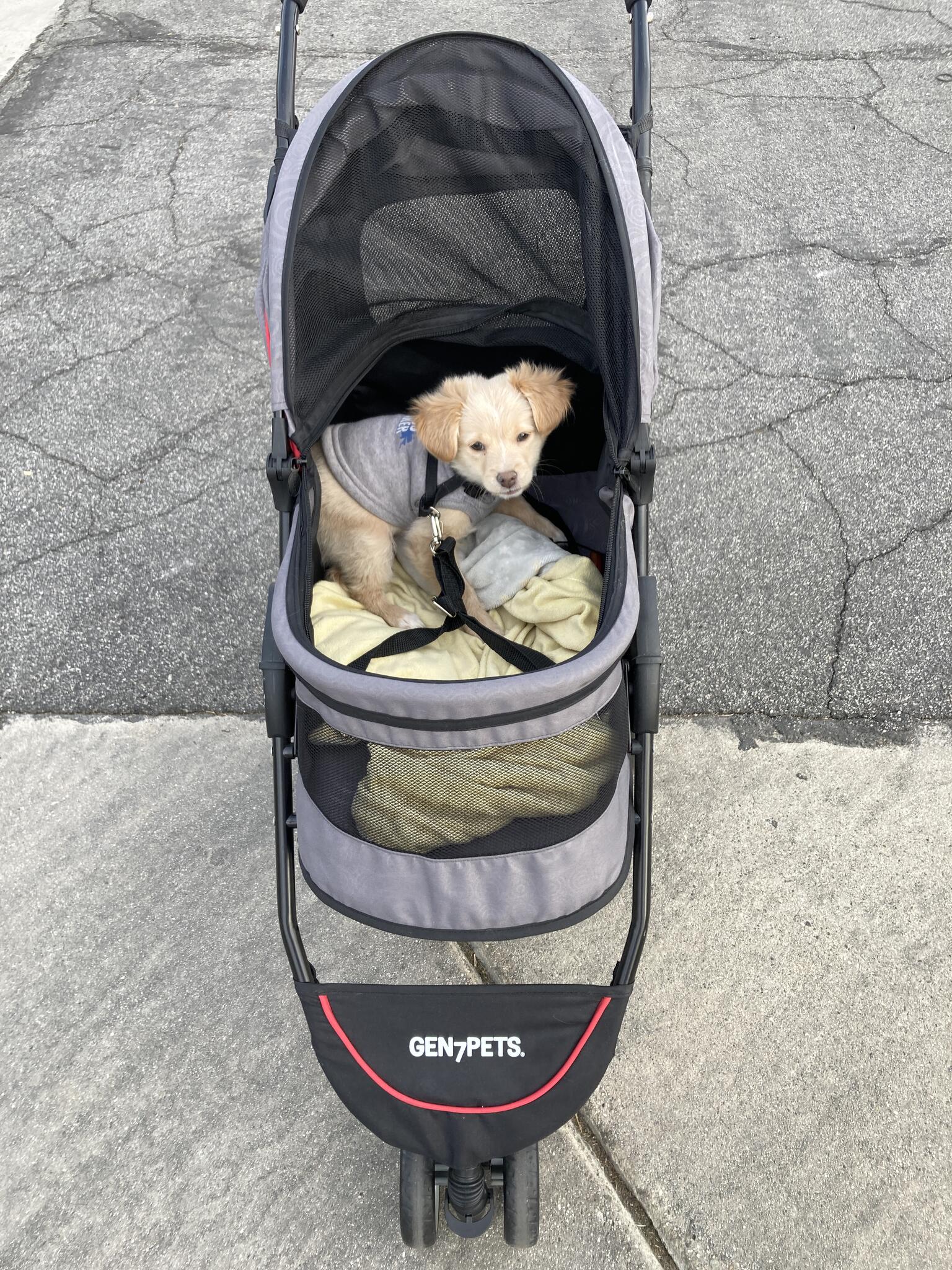 K9 clipper and discount catamaran