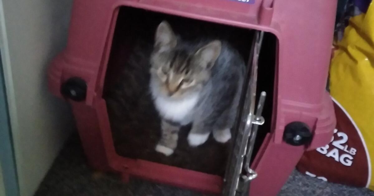 Cat in Palisade, CO | For Sale & Free — Nextdoor