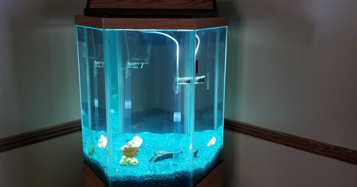 40 gallon octagon, fish tank with two large Oscar’s for Free in