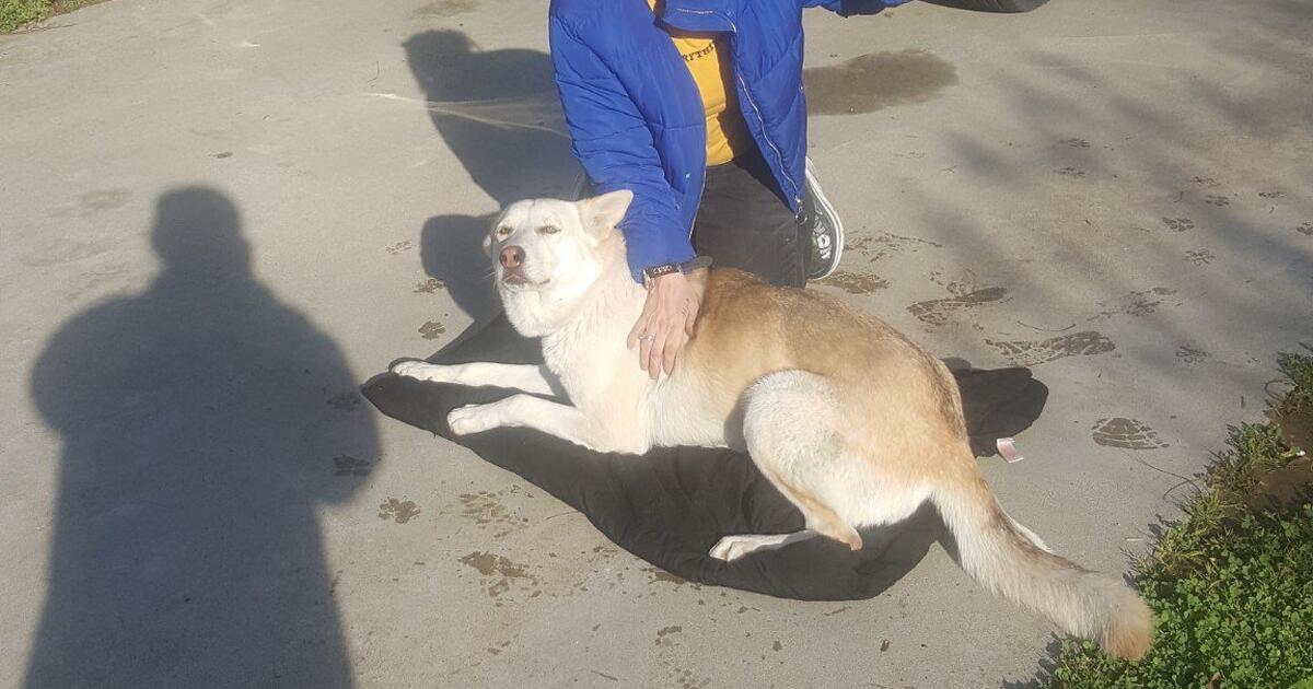 Pet Sitter/dog Walker/home Cleaner for Free in Fresno, CA For Sale