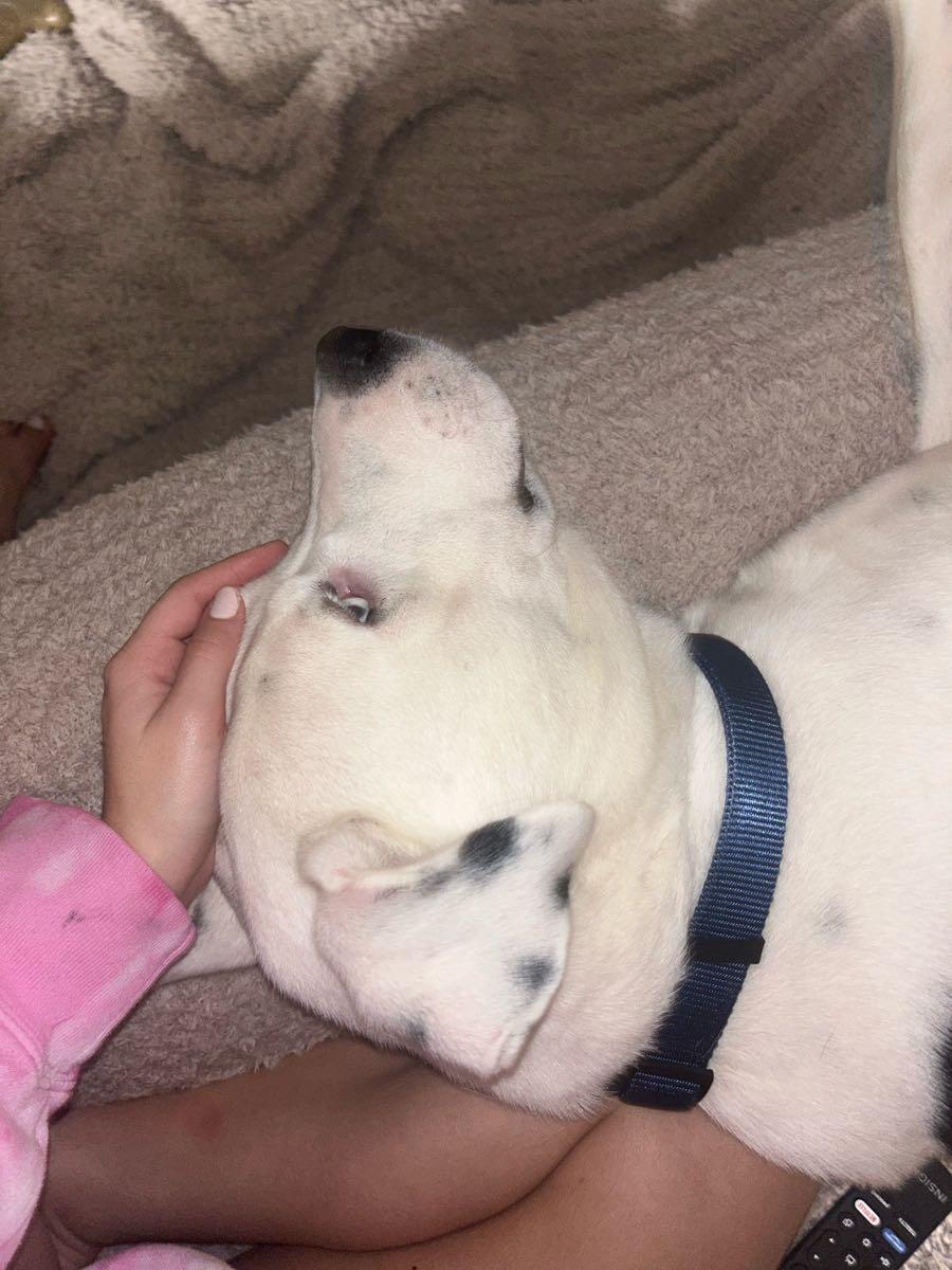 Free dog for Free in Keller, TX For Sale & Free — Nextdoor