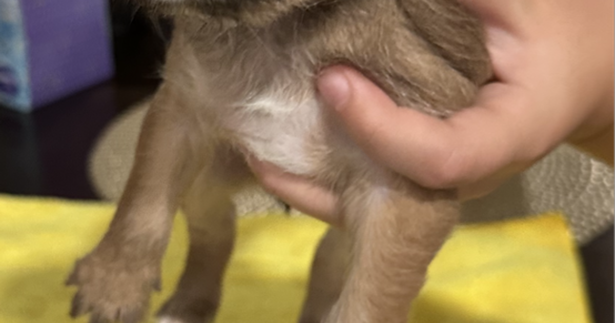 Puppies for Free in Rancho Cordova, CA Finds — Nextdoor