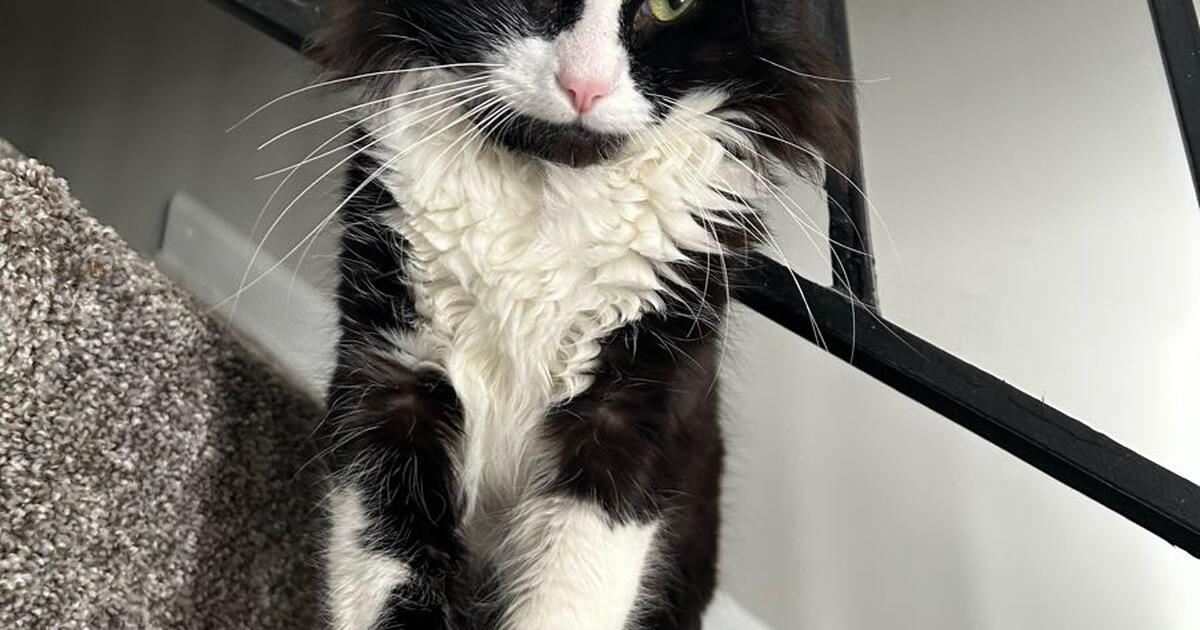 How Much Does A 2 Year Old Male Cat Weigh
