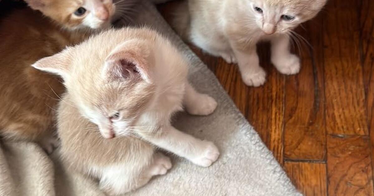 Kittens for Free in Mansfield, OH Finds — Nextdoor