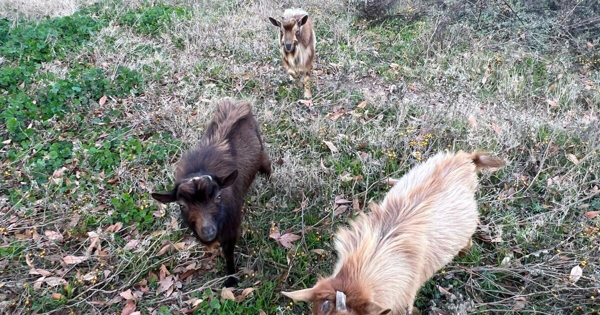 3 male goats for sale for 200 in Gilbert, AZ For Sale & Free — Nextdoor