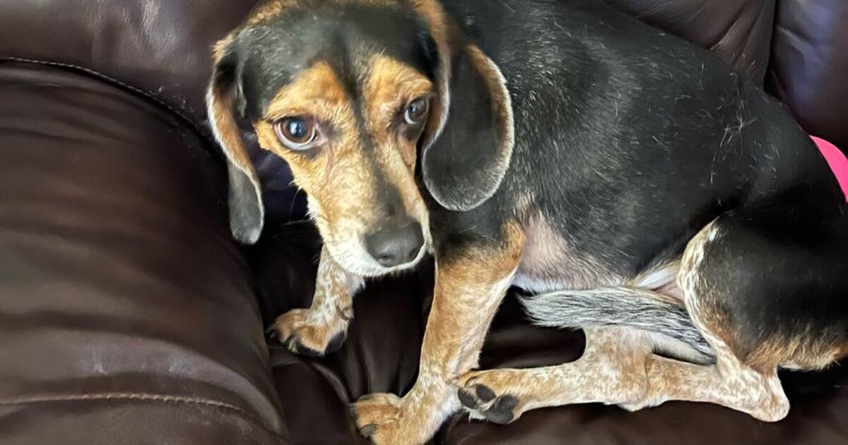 dog-for-free-in-portsmouth-va-for-sale-free-nextdoor