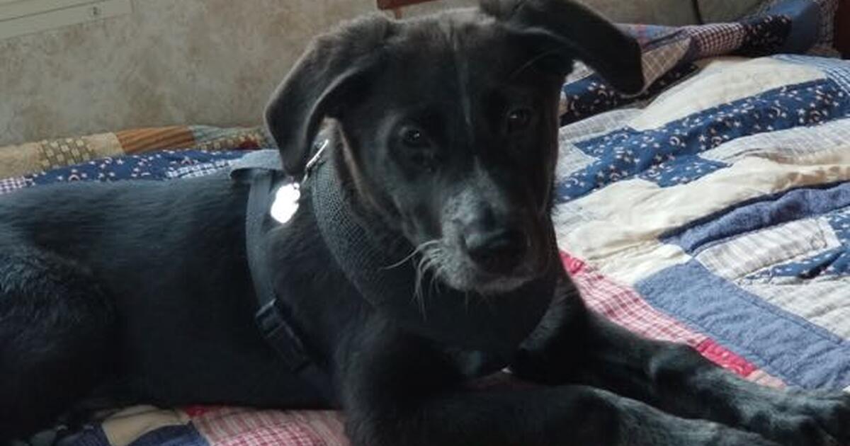 puppy-needs-a-new-forever-home-she-can-sit-shake-hands-lay-sit