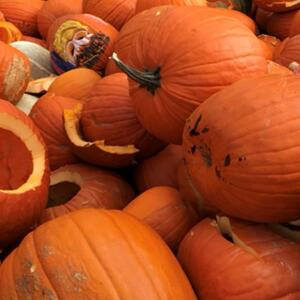 Will take any unwanted Pumpkins for my backyard chicken ( drop off only)