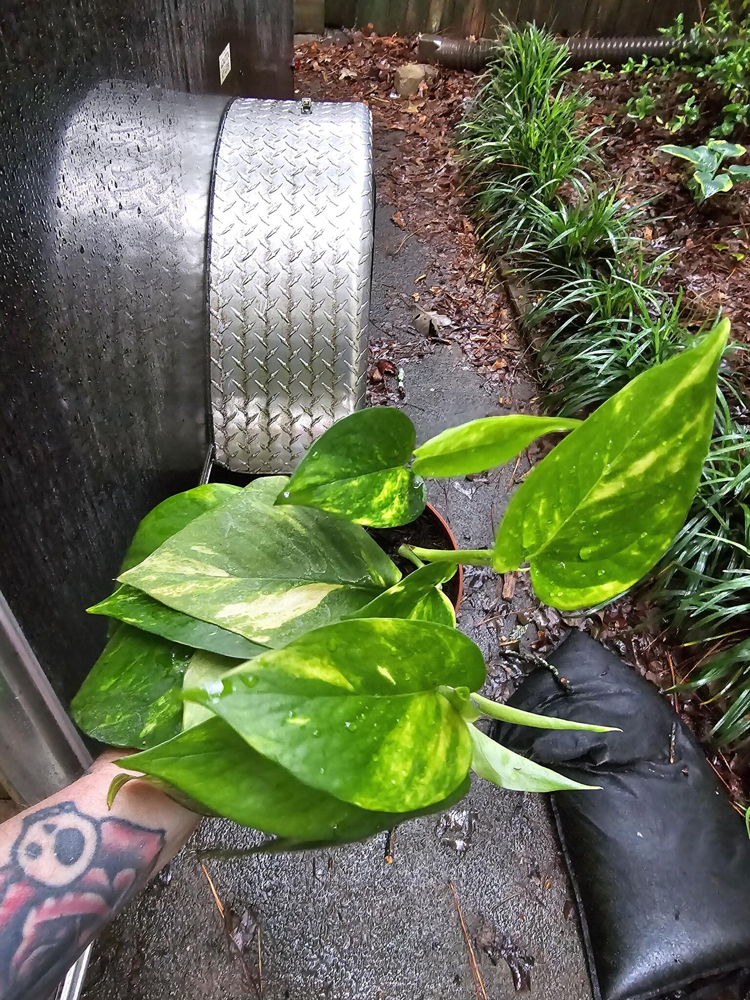 philodendron sp tropicals variegated Philodendron sp. 'Florida Beauty' x Tortum (522W08)