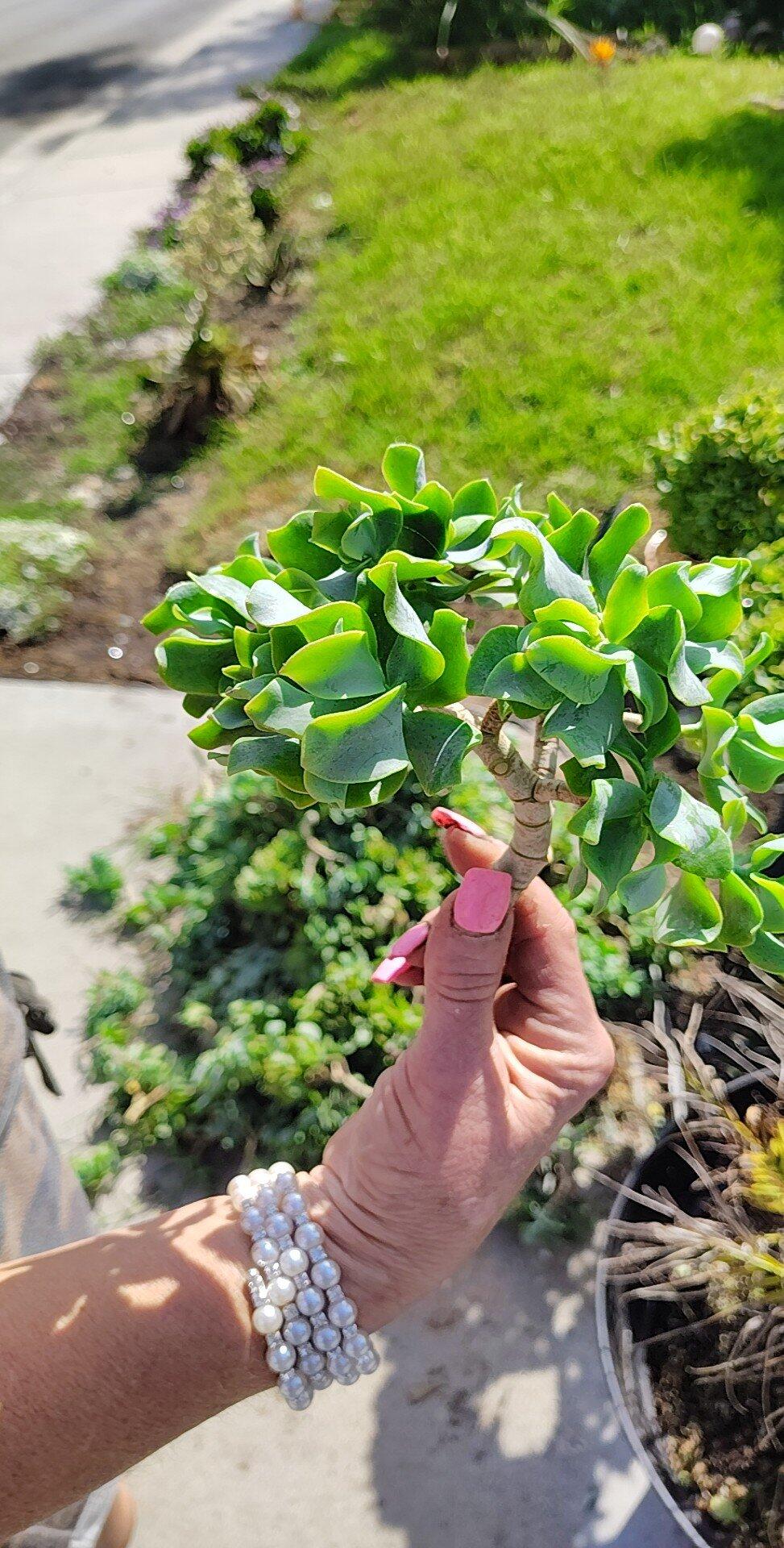 Free Succulent Clippings For Free In Huntington Beach, CA | For Sale & Free   Nextdoor
