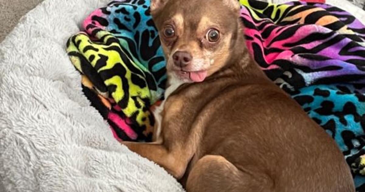 Male Chihuahua. Rehome. in Chattanooga, TN | For Sale & Free — Nextdoor