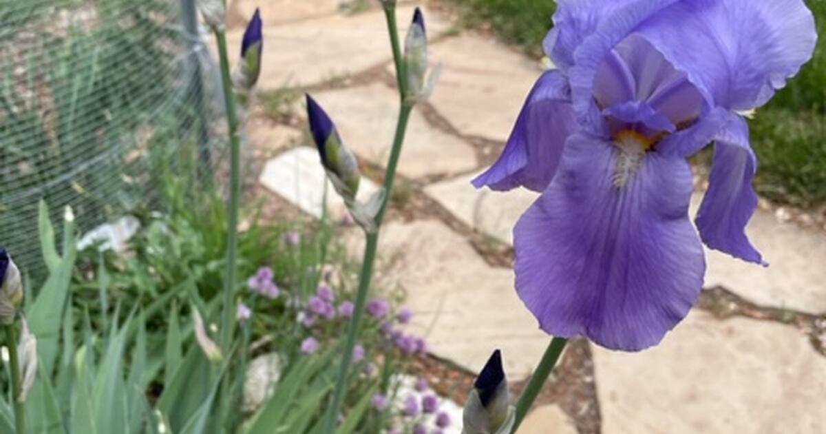 iris and daylilies to plant for next year's bloom for Free in Glenwood