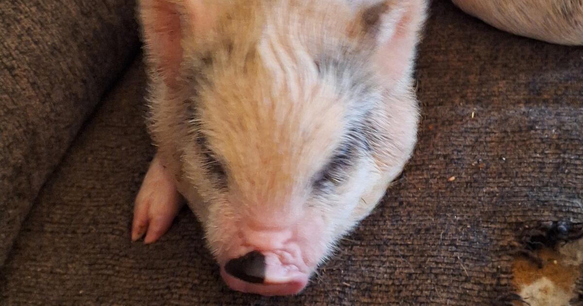 potbelly pigs kunekune/Juliana is dad mom is vietnamese for Free in ...