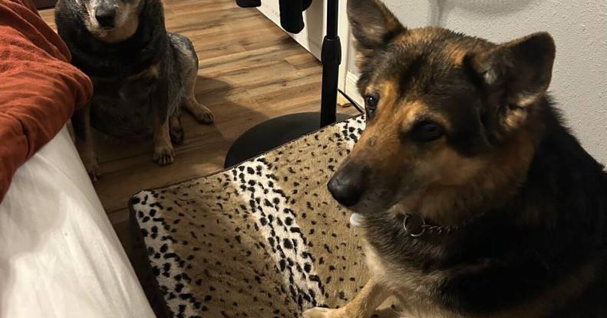 Family dogs free to good homes for free in royse city tx for