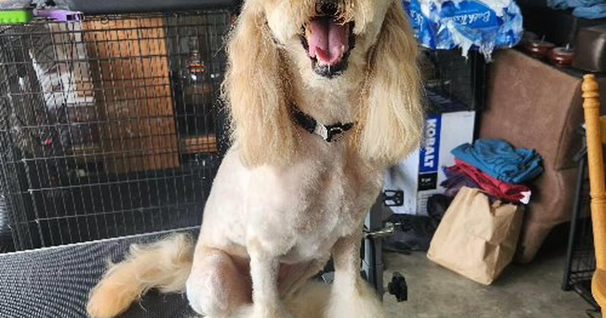 Dog Grooming Services for 1 in Marysville, WA Finds — Nextdoor