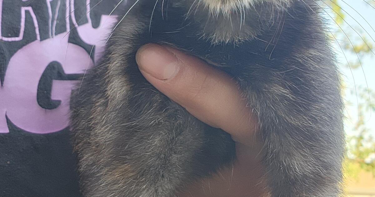 kittens for Free in Bakersfield, CA Finds — Nextdoor