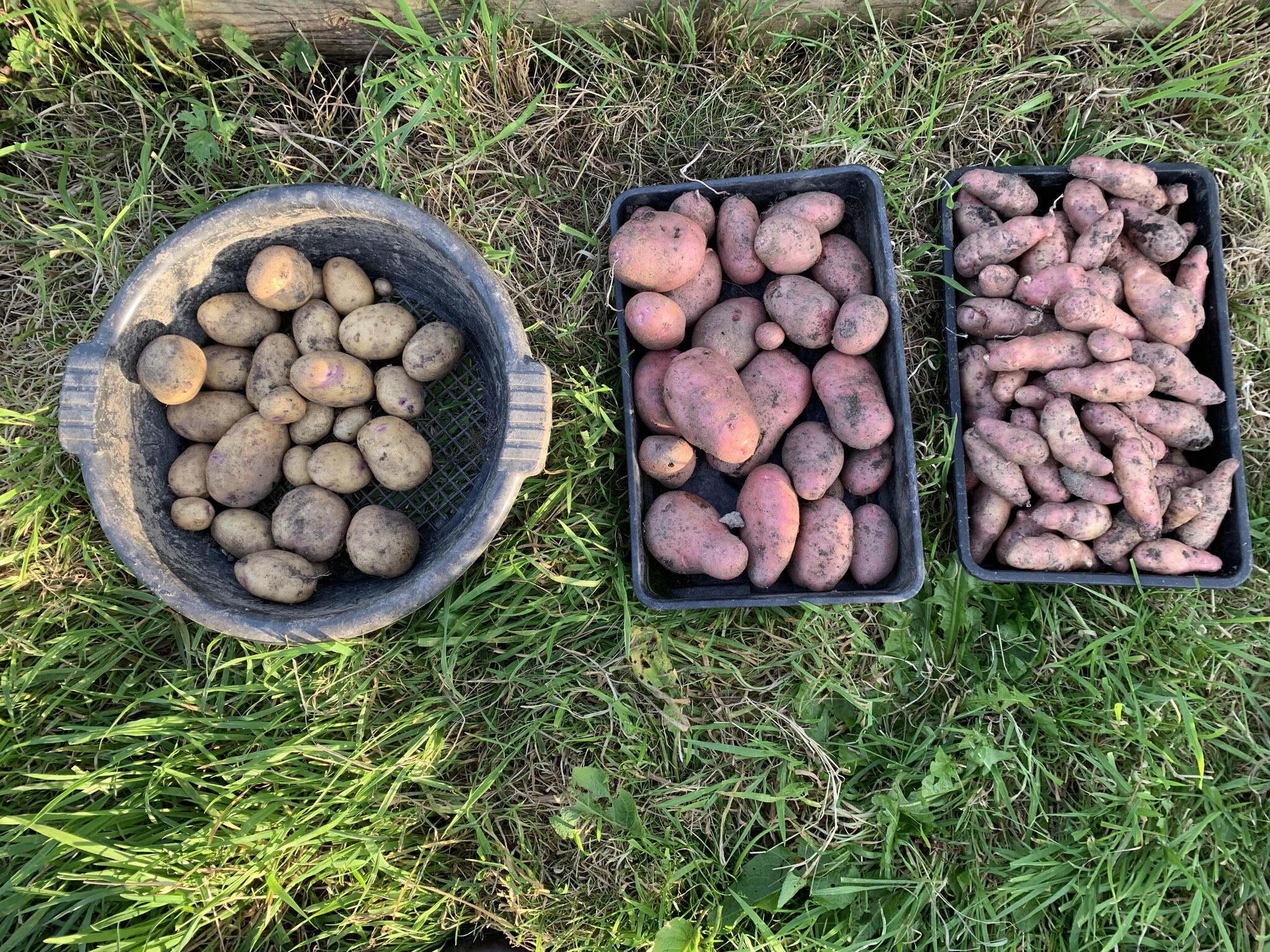 Huddersfield Potato Day & Seed Swap