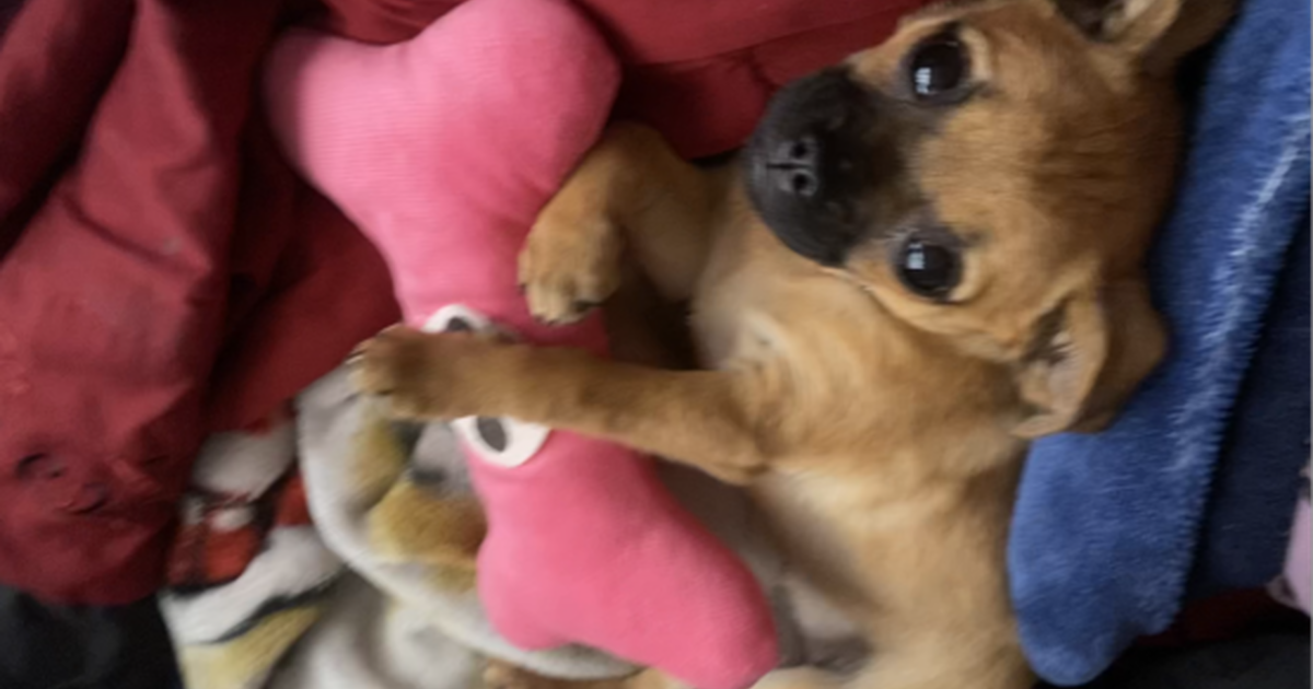 5 month old Chihuahua/pug puppy for 50 in Fresno, CA For Sale & Free — Nextdoor