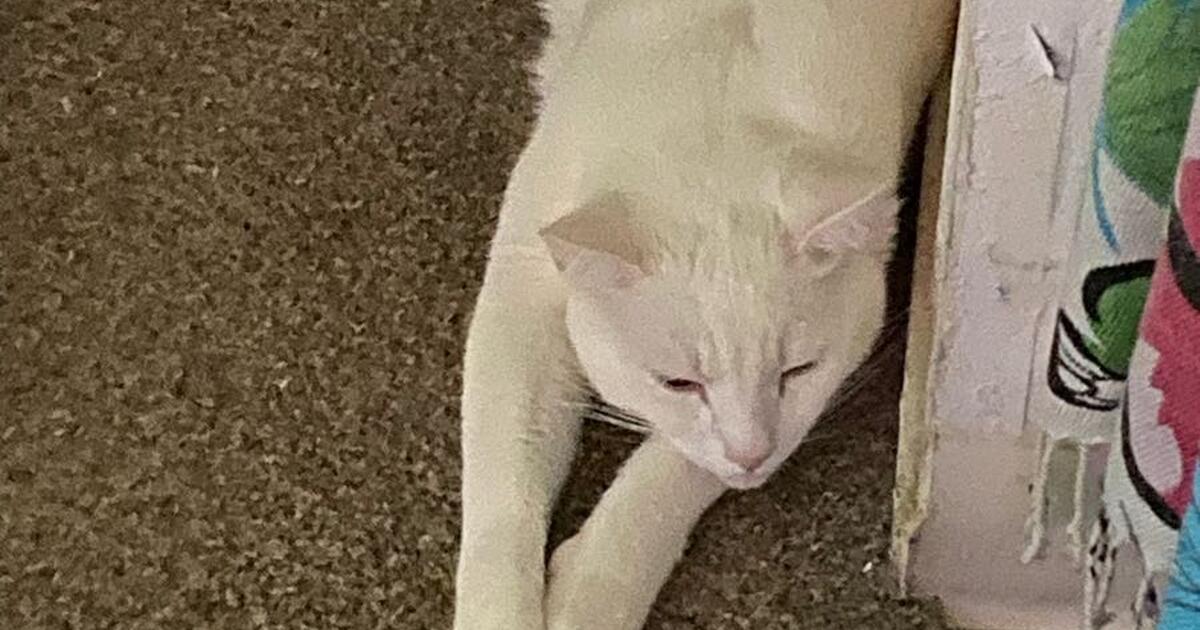 Three house trained cats for Free in Sacramento, CA For Sale & Free