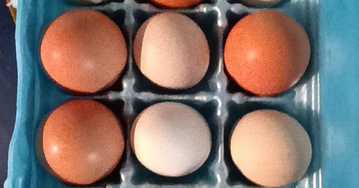 Farm Fresh Eggs For 550 In Alvarado TX For Sale Free Nextdoor farm-fresh-eggs-for-550-in-alvarado-tx-for-sale-free-nextdoor