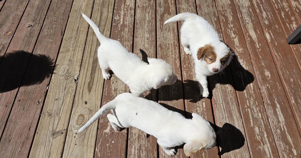 Free Puppies San Antonio