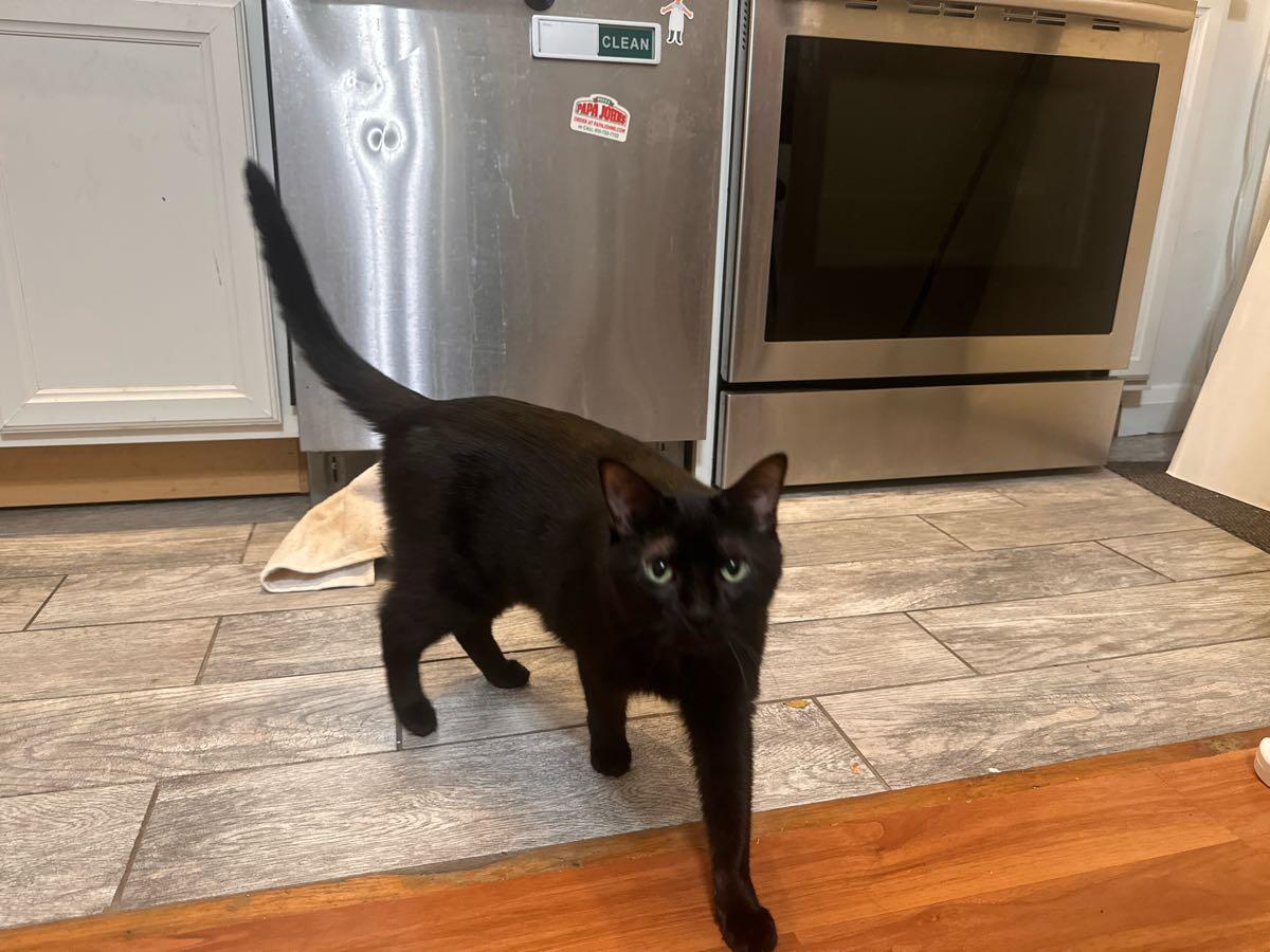 Young Momma Cat (spayed) to Good Home for Free in Baltimore, MD For