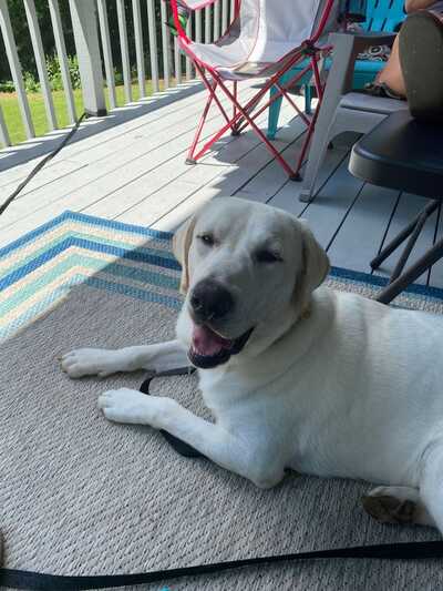 Petsmart banfield best sale rivergate