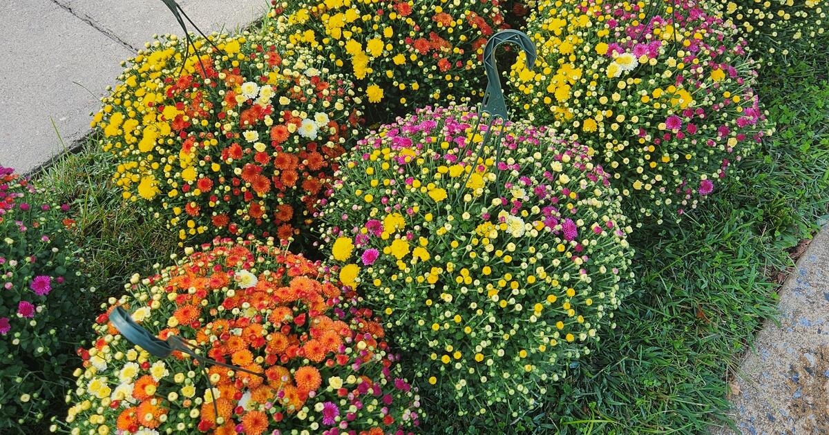 Mums. Tri Color 15 And Regular Mums 7 for 15 in Newark, DE Finds
