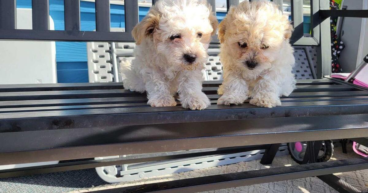 Rehoming 2 beautiful poodle puppies and also the mom and Dad for 650