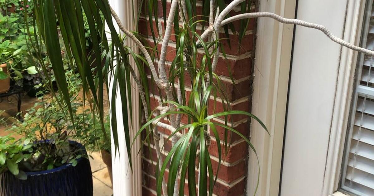 Large palm plant for 8 in Knoxville, TN For Sale & Free — Nextdoor