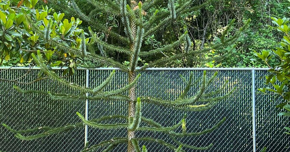 Monkey Puzzle Tree for Free in Portland, OR For Sale & Free — Nextdoor