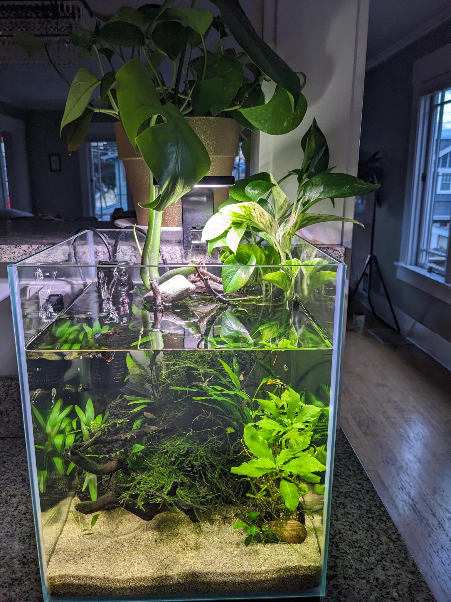 Guppy/endler hybrid fish and fry for Free in Seattle, WA | For Sale