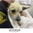 Photo from Placer County Animal S.