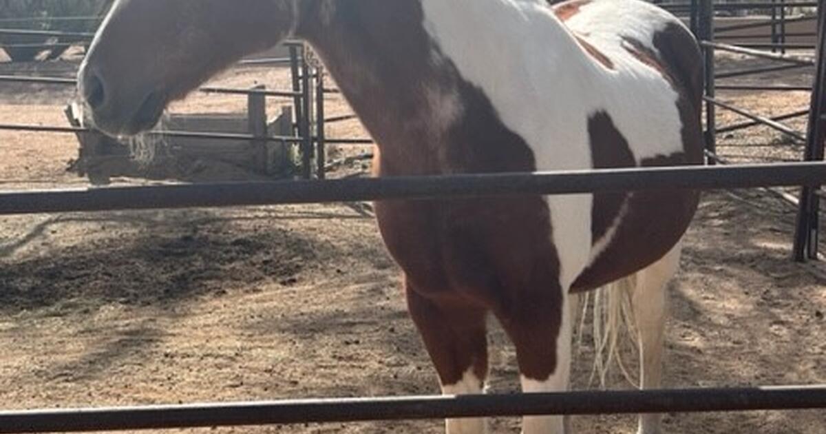 Beautiful Sorrel Tobiano Gelding PAINT Horse for 1000 in Scottsdale